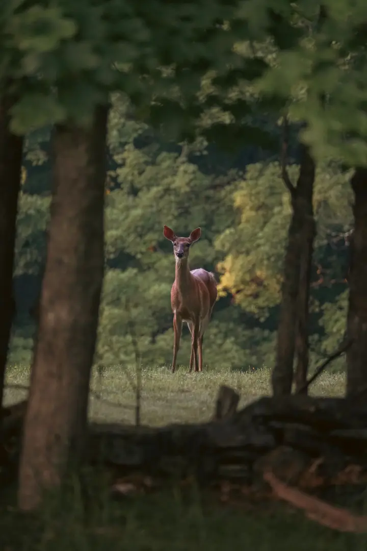 You may see deer, wild turkeys and squirrels on the property.